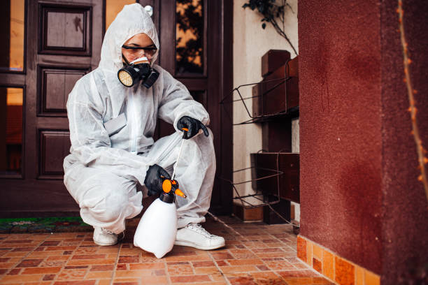 Attic and Crawl Space Rodent Treatment in Clifton Forge